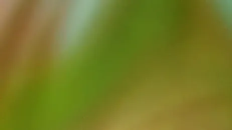 Tumblecockweed — Stripchat profile photo