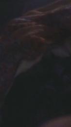 Whitmire243 — Cam4 stream photo (Mar 2026)