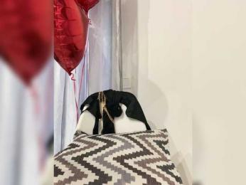 LineControl — Bongacams stream photo (Apr 2026)