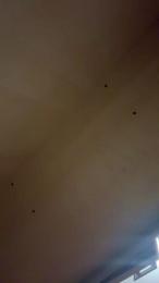 Cecilialion — Cam4 stream photo (Dec 2025)