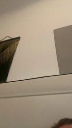 Geilesau280 — Cam4 stream photo (Dec 2025)