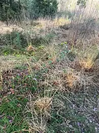 Sweetlauu — stripchat