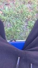 like1 — Cam4 stream photo (Sep 2026)