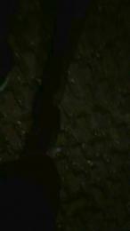 Stallone_ita_62 — Cam4 stream photo (Sep 2026)