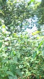 Clark_Jhonz — Cam4 stream photo (Mar 2026)