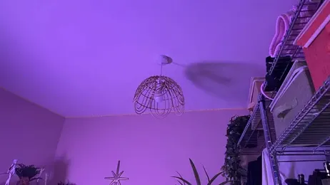 _vixenp — stripchatでウェブカムモデルオンライン