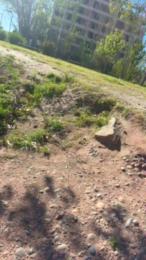 Laoquedad — Cam4 stream photo (Apr 2026)