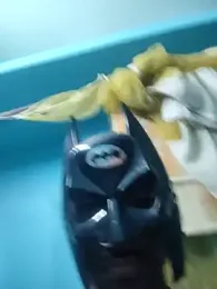 desikong — Stripchat stream photo (Apr 2026)