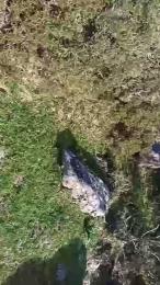 gutig_14 — Cam4 stream photo (Mar 2026)