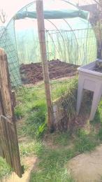 tomsauwer — Cam4 stream photo (Mar 2026)