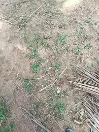 dolphiinn — Stripchat profile photo