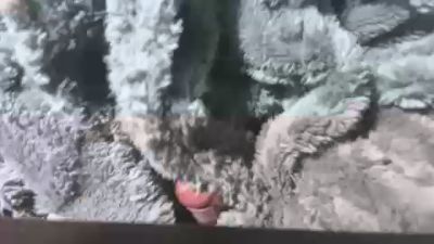 Papichuloxo — Cam4 stream photo (Feb 2026)