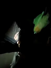 anamikastriming — Stripchat stream photo (Aug 2025)