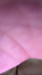 alolocolosdos — Cam4 stream photo (Dec 2025)