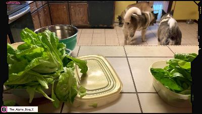 The_Alpha_Dog — Cam4 stream photo (Apr 2026)