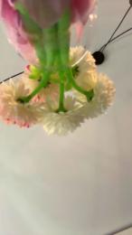pallido225 — cam4でウェブカムモデルオンライン