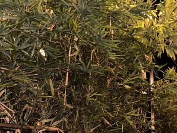 FioraFrost — Livejasmin stream photo (May 2026)