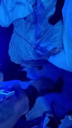 Sebensua — cam4でウェブカムモデルオンライン