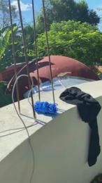 PianoTobe — cam4でウェブカムモデルオンライン