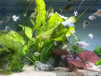 booker_baxton — Chaturbate stream photo (Mar 2026)