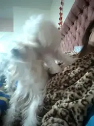 Arabian_magic — stripchat