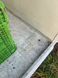 boladeouro126 — Stripchat stream photo (Apr 2026)