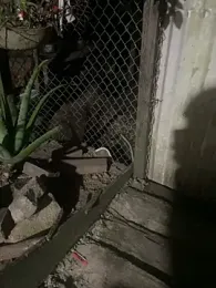 anny_bianchi_ — Stripchat stream photo (Jan 2026)