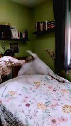 toxykitti — Cam4 stream photo (Jul 2026)