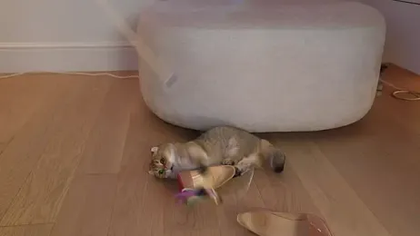 eva_fashionista — Stripchat stream photo (Apr 2026)