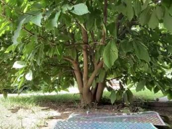 patry333 — Chaturbate recorded stream screenshot (31 Aug 2025)