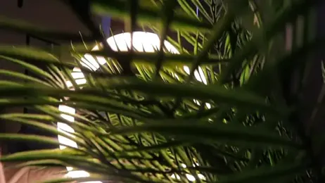 SoniaScott — Stripchat recorded stream screenshot (15 Feb 2025)