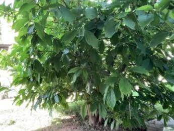 patry333 — Chaturbate recorded stream screenshot (04 Sep 2025)