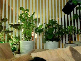 FlowwwerGirl — Bongacams recorded stream screenshot (03 Dec 2025)