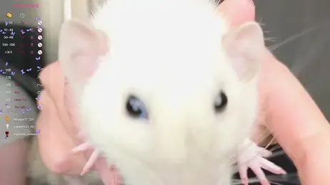 W___ — Stripchat recorded stream image, 17.12.2025 20:40