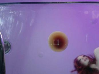 Midnightrose11 — Bongacams recorded stream screenshot (16 Jan 2026)