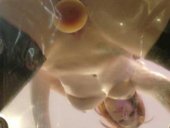 Midnightrose11 — Bongacams recorded stream screenshot (16 Jan 2026)