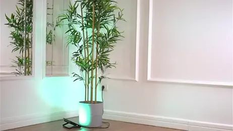 Cherrysweett — Stripchat recorded stream screenshot (21 Jan 2026)