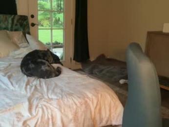 kaileeshy — Chaturbate recorded stream image, 07.02.2026 04:10