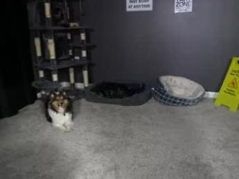 sydaffect — Chaturbate recorded stream screenshot (14 Feb 2026)