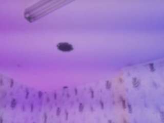 emyliesander — Camsoda recorded stream image, 17.03.2026 11:30