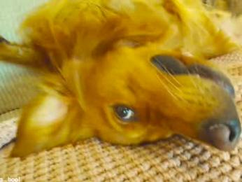 x_lily_x — Chaturbate recorded stream screenshot (19 Mar 2026)