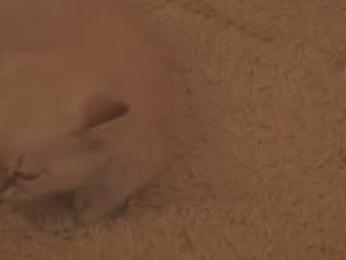 sunny_maria — Chaturbate recorded stream image, 28.03.2026 20:40