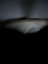 S-kt-et — Stripchat recorded stream image, 04.08.2026 21:20